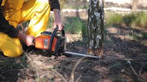 Best Tree Planting Services  in Boscobel, WI